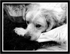 Cane Triste... Cane Triste...