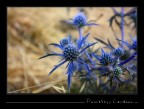 Pointelss cardoon Pointelss cardoon
