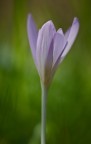 soft focus soft focus