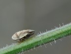 Cicadella Cicadella