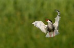 Evoluzioni in volo Evoluzioni in volo