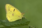 Colias