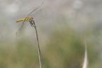 Nice dragonfly Nice dragonfly