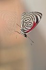 Soul of Butterfly Soul of Butterfly