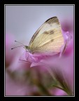 Appoggiata sul fiore Appoggiata sul fiore