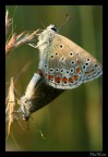 Strana coppia Strana coppia