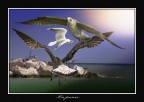 la pesca la pesca