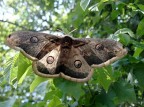 Saturnia Pavonia Saturnia Pavonia