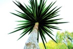 Palm Palm