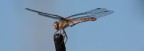 LIBELLULA LIBELLULA