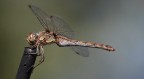 libellula 2