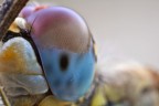 Occhio di libellula