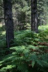 LA CAREZZA DELLE FELCI