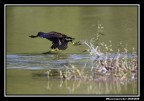 Gallinella D'acqua Gallinella D'acqua