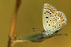 Polyommatus icarus Polyommatus icarus