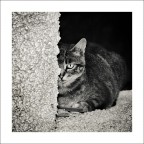 le chat le chat