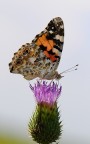 vanessa cardui vanessa cardui