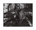 Nel bosco Nel bosco