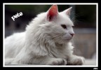 Sguardo.... vigile!!! Sguardo.... vigile!!!
