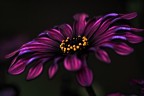 fiore fiore