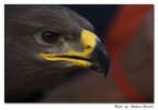 Aquila Aquila
