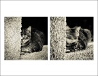Le Chat Noir Le Chat Noir