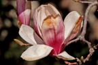 Fiore Fiore