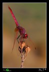 Verticale in rosso Verticale in rosso