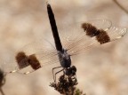 libellula