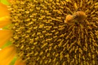 Giallo sul giallo Giallo sul giallo