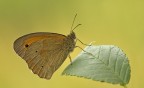 Maniola jurtina Maniola jurtina