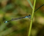 damigella damigella