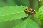 Cimice colorata Cimice colorata
