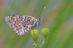 Melitaea