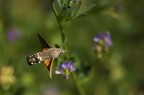 Macroglossum Stellatarum