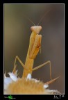 ...Religiosa... ...Religiosa...