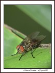 Chioma Dorata Chioma Dorata