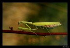 Mangiosa Mangiosa