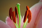 Lillium Lillium