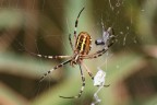 Argiope bruennichi