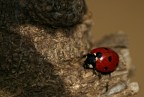 coccinella2 coccinella2