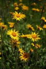 Come si chiamano questi fiori? Come si chiamano questi fiori?