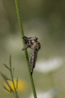 Macro Macro