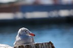 Bird in Monterey, CA Bird in Monterey, CA