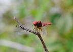 libellula libellula