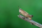 cavalletta cavalletta