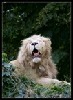 Simba il re della foresta... Simba il re della foresta...