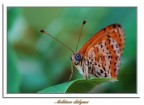 malitaea malitaea