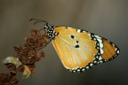 Farfalla monarca Farfalla monarca