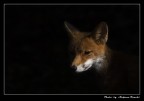 The fox The fox